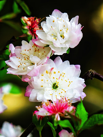 Sakura, cherry flowers, blossom, spring HD phone wallpaper
