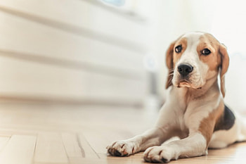 Dog, sweet, animal, dogs, cute, beautiful, puppys, puppy, pretty, animals, lovely HD wallpaper