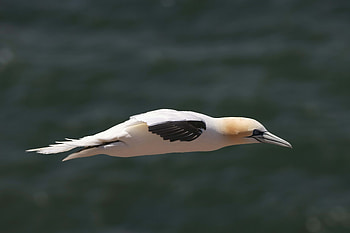 Animals, Arrow, Bird, Flight, Mining HD wallpaper