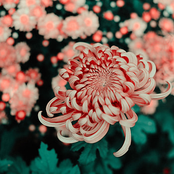 Pink, Flower, Macro, Close-Up, Bloom, Flowering HD wallpaper