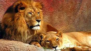 Animals, Lions HD wallpaper