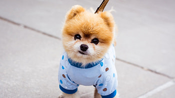 Boo, boo, dog, animals, cute HD wallpaper