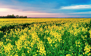 Landscape, Flowers, Fields HD wallpaper