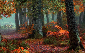 Beautiful Fall Forest Foliage, Leaves, Trees, Fall, Nature, Forests, Foliage, Autumn HD wallpaper