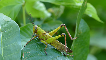 Green grasshopper cricket, Forest scenery, stock , Natural habitat HD wallpaper