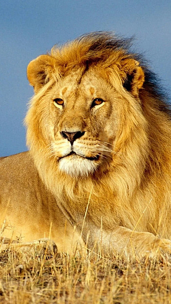 Lion , Lion, King HD phone wallpaper