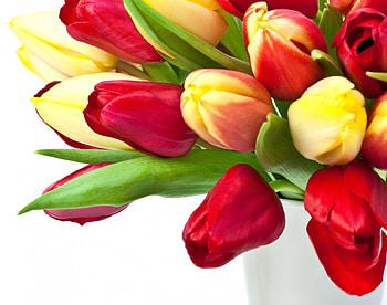 Tulips, red tulips, bouquet, red HD wallpaper