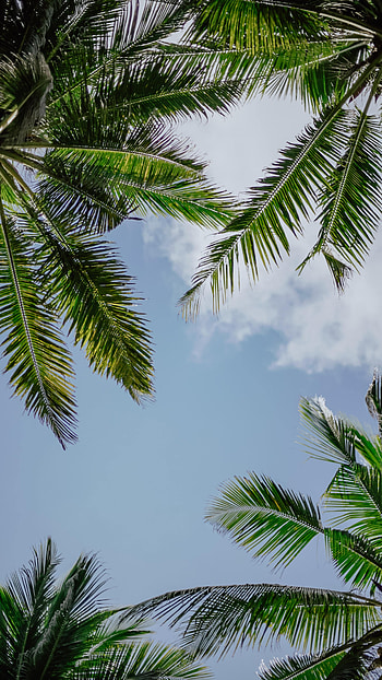 Nature, Sky, Palms, Branches HD phone wallpaper