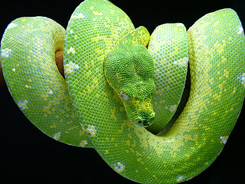 GREEN TREE PYTHON SNAKE, snake, serpent, green, constrictor HD wallpaper