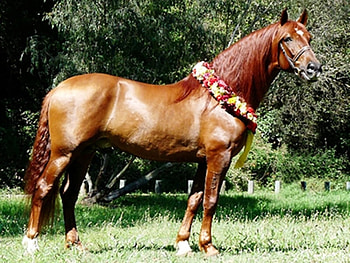Blessed, spanish, andalusian, horses, chestnut HD wallpaper