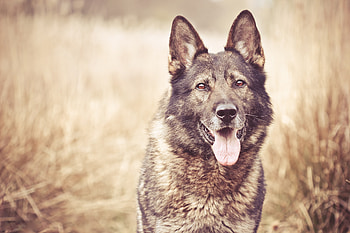 Animals, Grass, Dog, Muzzle, Blur, Smooth HD wallpaper