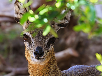 Animals, Sight, Opinion, Head, Klipspringer, African Antelope HD wallpaper