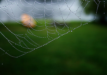 Water, Web, Drops, Macro, Blur, Smooth HD wallpaper