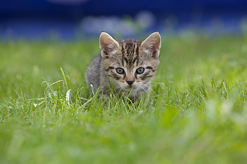 Animals, Grass, Kitty, Kitten, Blur, Smooth, Sight, Opinion HD wallpaper