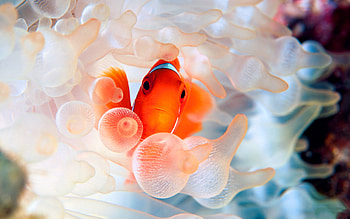 Clown Fish, Beautiful marine life, Colorful aquarium fish, Stunning aquatic display HD wallpaper