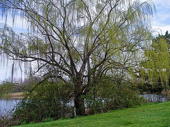 Weeping willow, forests, nature HD wallpaper