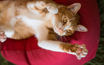 Animals, Cat, To Lie Down, Lie, Playful, Paws HD wallpaper
