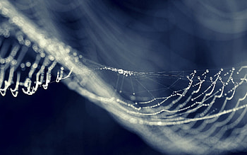 Web, Macro, Shine, Light, Form, Bend HD wallpaper