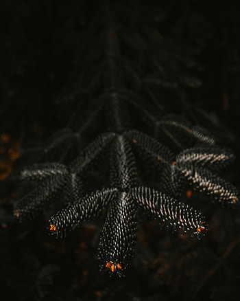 Plant, Dark, Close-Up, Branch, Needles HD phone wallpaper
