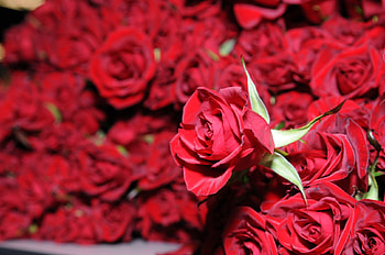Roses, trandafiri rosii, flower, red, flowers HD wallpaper