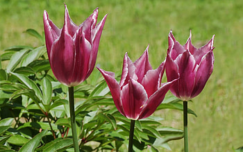 Tulips, pink, nature, flowers, macro HD wallpaper
