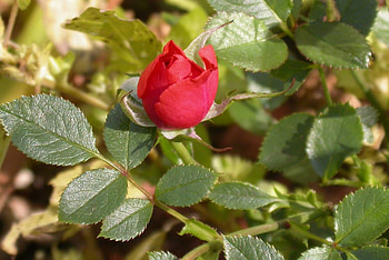 Miniature Rose, leaves, buds, roses, green, red, nature, flowers HD wallpaper