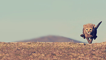 Animals, Sky, Cheetah, Young, Bounce, Jump, Joey HD wallpaper
