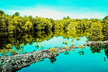 Water Forest, reflection, green, sky, water, forest, lake HD wallpaper