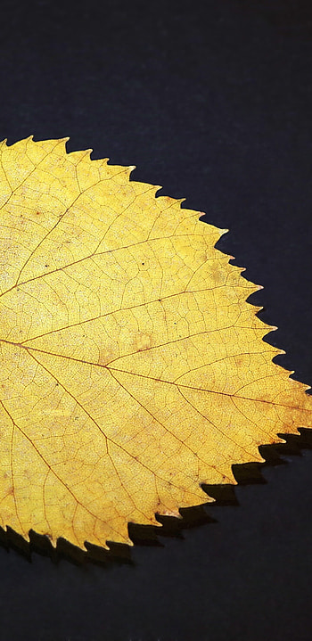 Gold Leaf, Samsung Galaxy Note 9, Q HD phone wallpaper