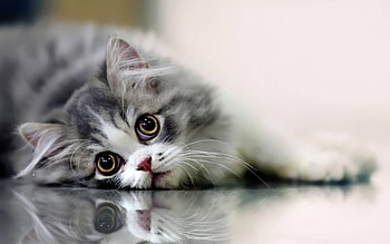 Kitten, pisica, animal, cute, cat, eye HD wallpaper