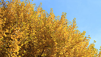 Ginkgo Biloba, Natural beauty, Captivating scenery, Enchanting view HD wallpaper