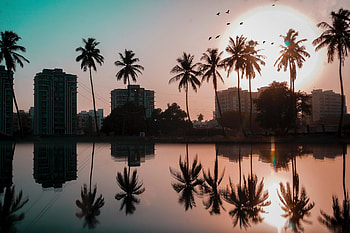 Palm trees, buildings, city, sunset, reflections, silhouette HD wallpaper