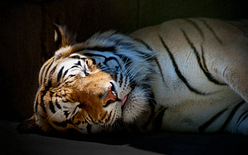 Animals, Striped, Shadow, Predator, Big Cat, Tiger, Sleep, Dream HD wallpaper