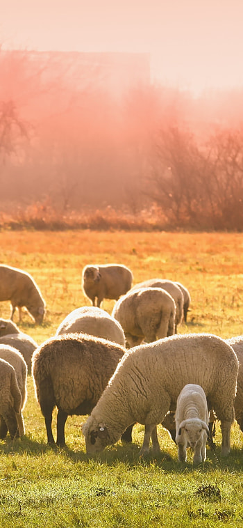 sheep herd , Serene animals grazing, Perfect for X, High definition background HD phone wallpaper