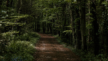 Forest Path, Forests HD wallpaper