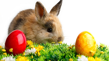 Easter, Bunnies HD wallpaper