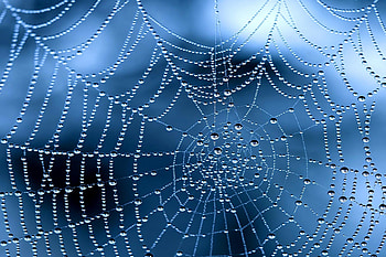 graphy - Spider Web Close-Up Water Drop Dew Drop HD wallpaper