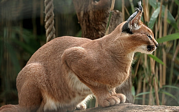 Animals, Cats HD wallpaper