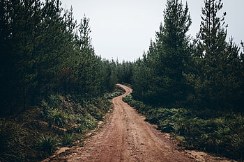 Path, nature, sand, tree HD wallpaper