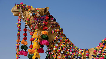 Camel , Desert scenery HD wallpaper