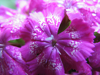 Special beautiful Flowers.., friendship, honesty, kind that you all are to me, caring HD wallpaper