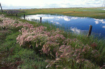 Nature, Grass, Sky, Lake, Reflection, Fencing, Enclosure HD wallpaper