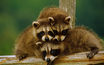 Animals, Raccoons HD wallpaper