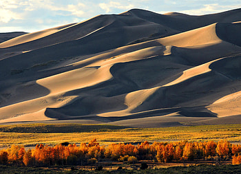 Nature, Sand, Wood, Tree, Hill, Dunes HD wallpaper