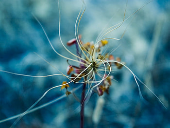 The Flower, nature, flowers HD wallpaper