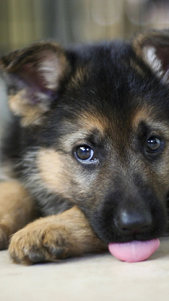German Shepherd Dog, Pretty, Puppy HD phone wallpaper