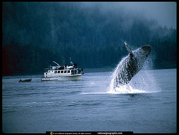 fish, whale, boat, water, slash HD wallpaper