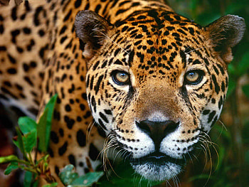Jaguar, animal, cat, feline HD wallpaper