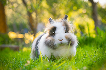Bunny, Green, Rabbit, Glade, Grass HD wallpaper