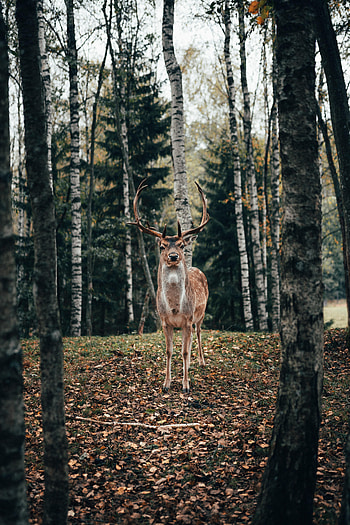Animals, Trees, Forest, Animal, Deer, Horns HD phone wallpaper